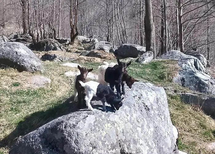 La Mura' - Il Vostro Posto Nel Gran Paradiso Ronco Canavese